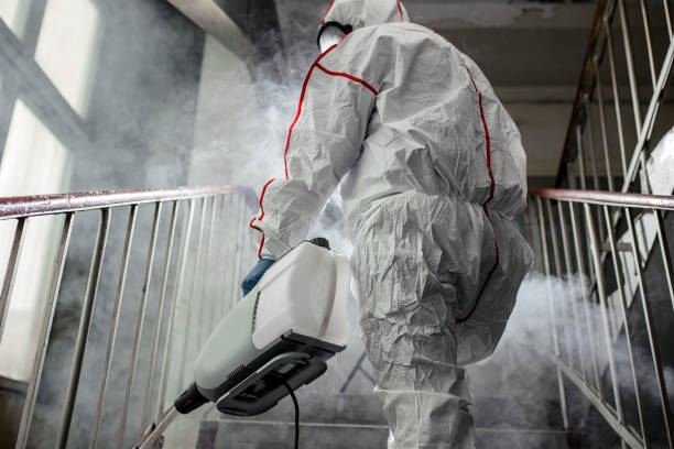 Why You Should Choose Our Mold Remediation Services in Carrollton, TX